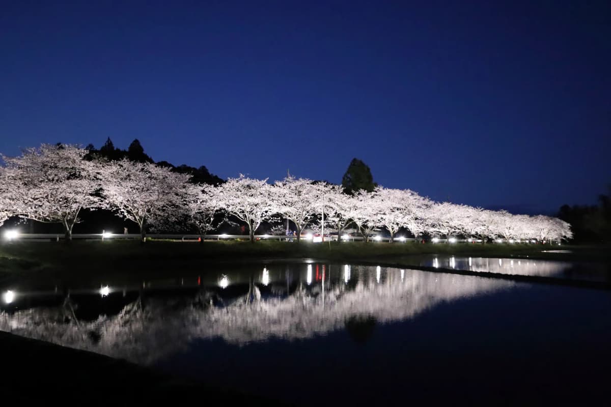 札森桜並木