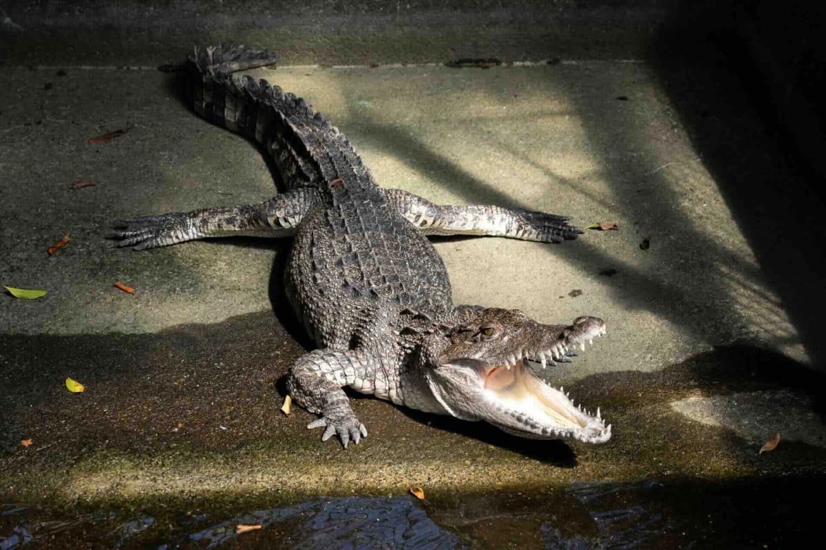 熱川バナナワニ園