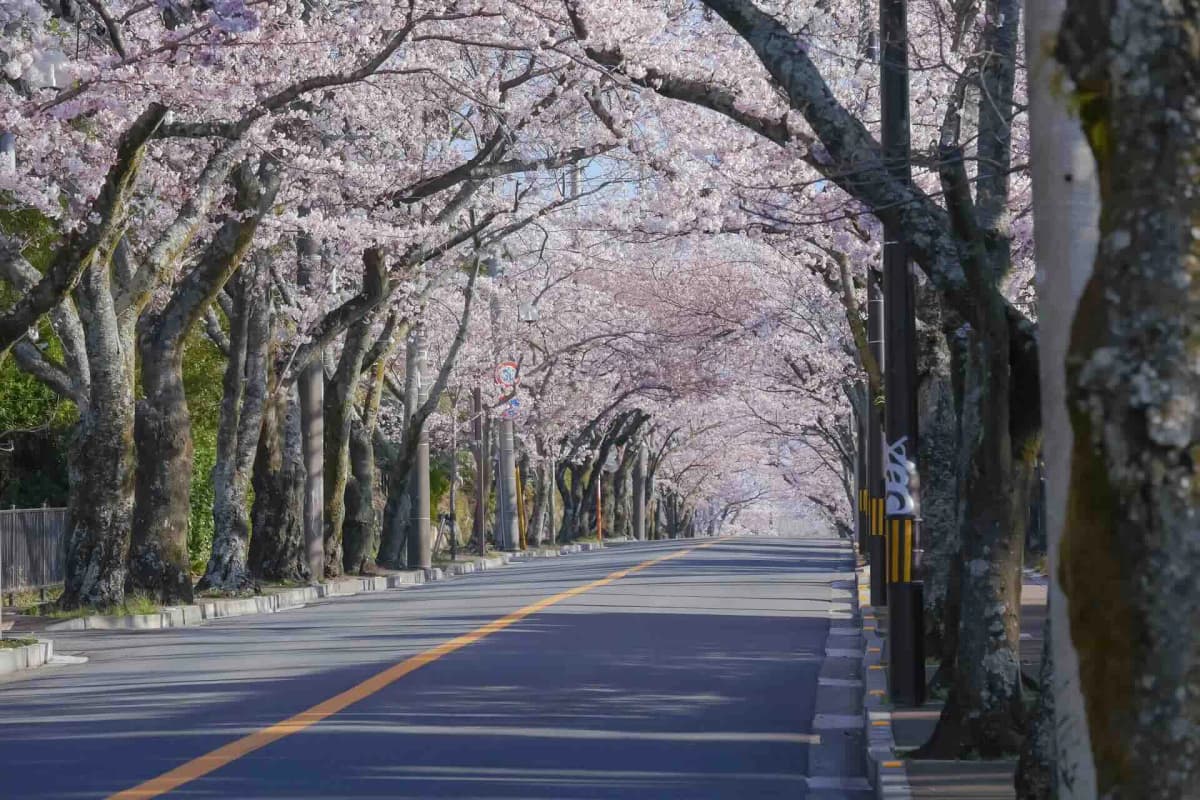 伊豆高原桜並木