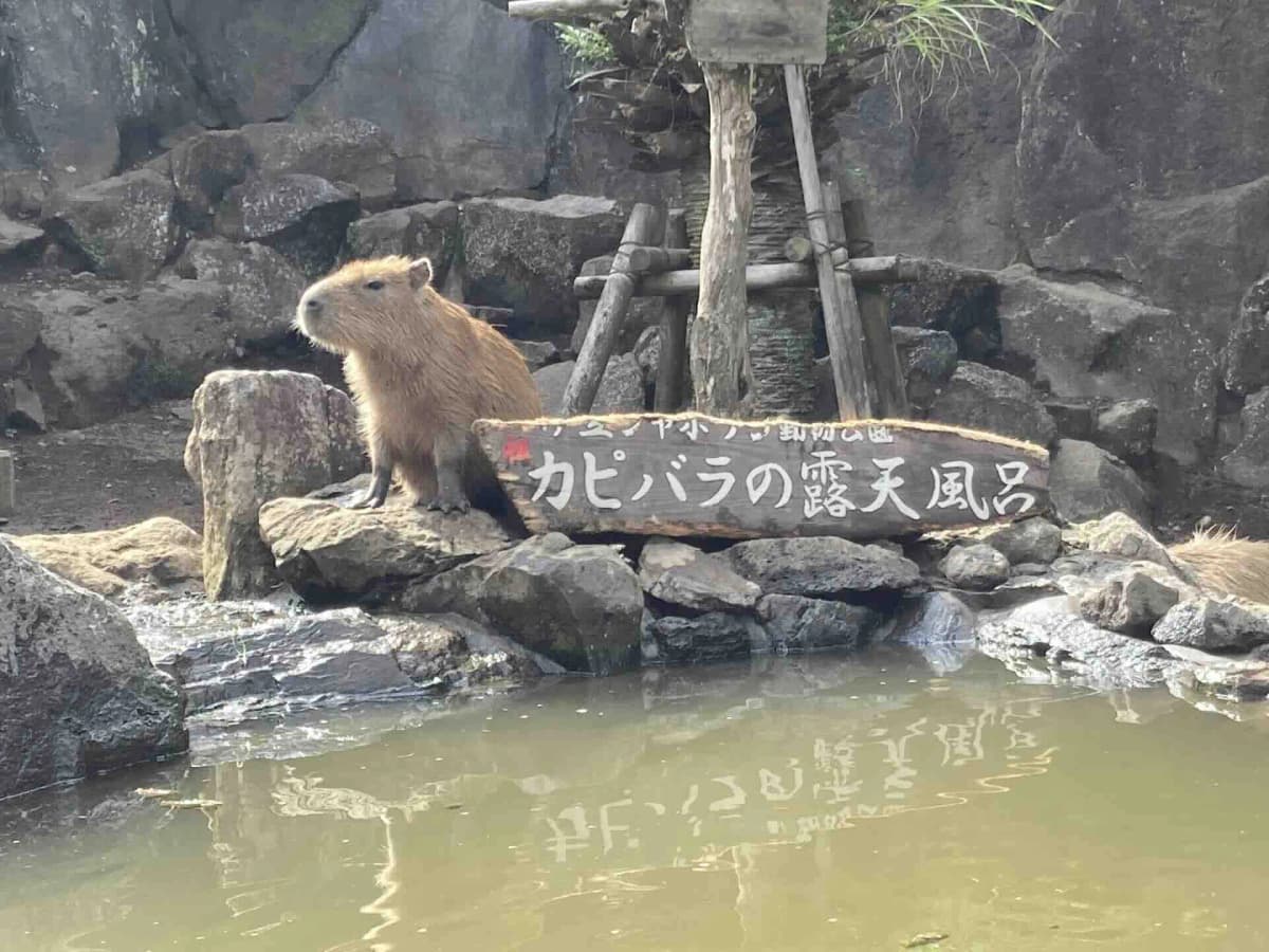 シャボテン動物公園