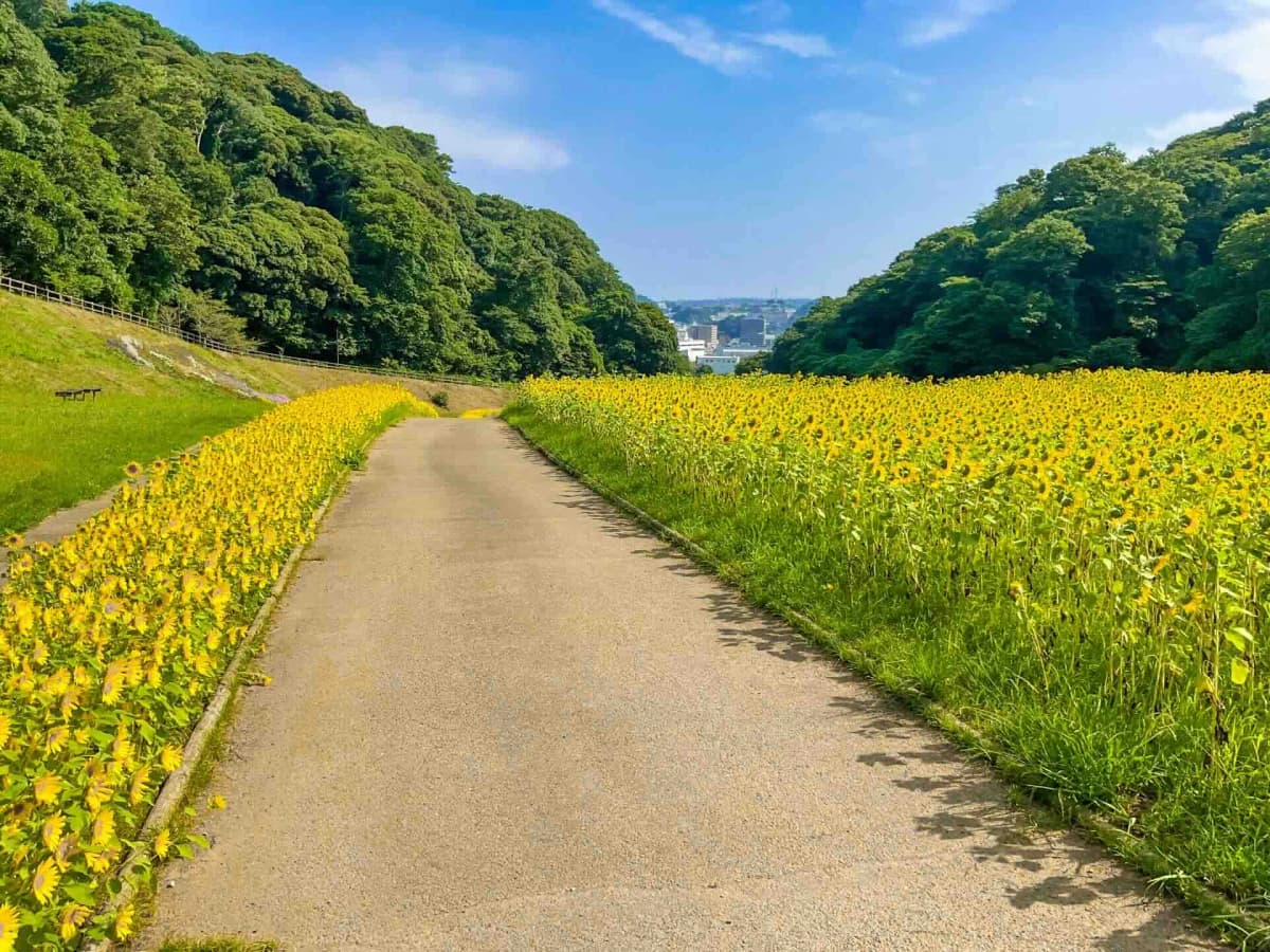 くりはま花の国