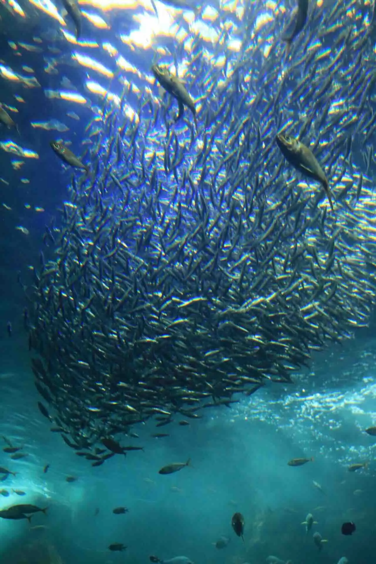 新江ノ島水族館
