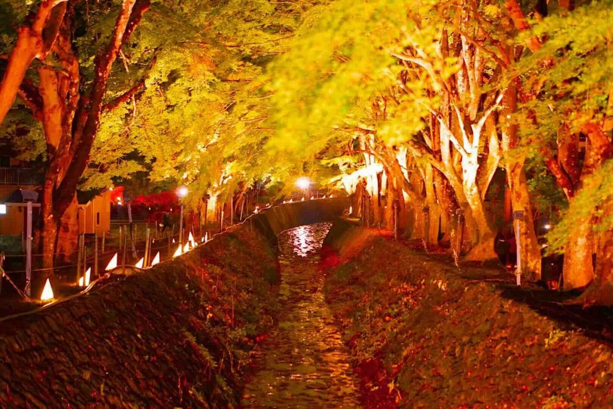河口湖もみじ回廊