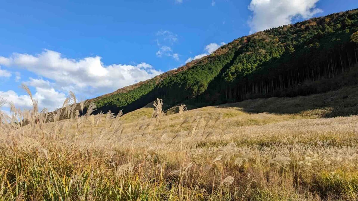 仙石原すすき草原