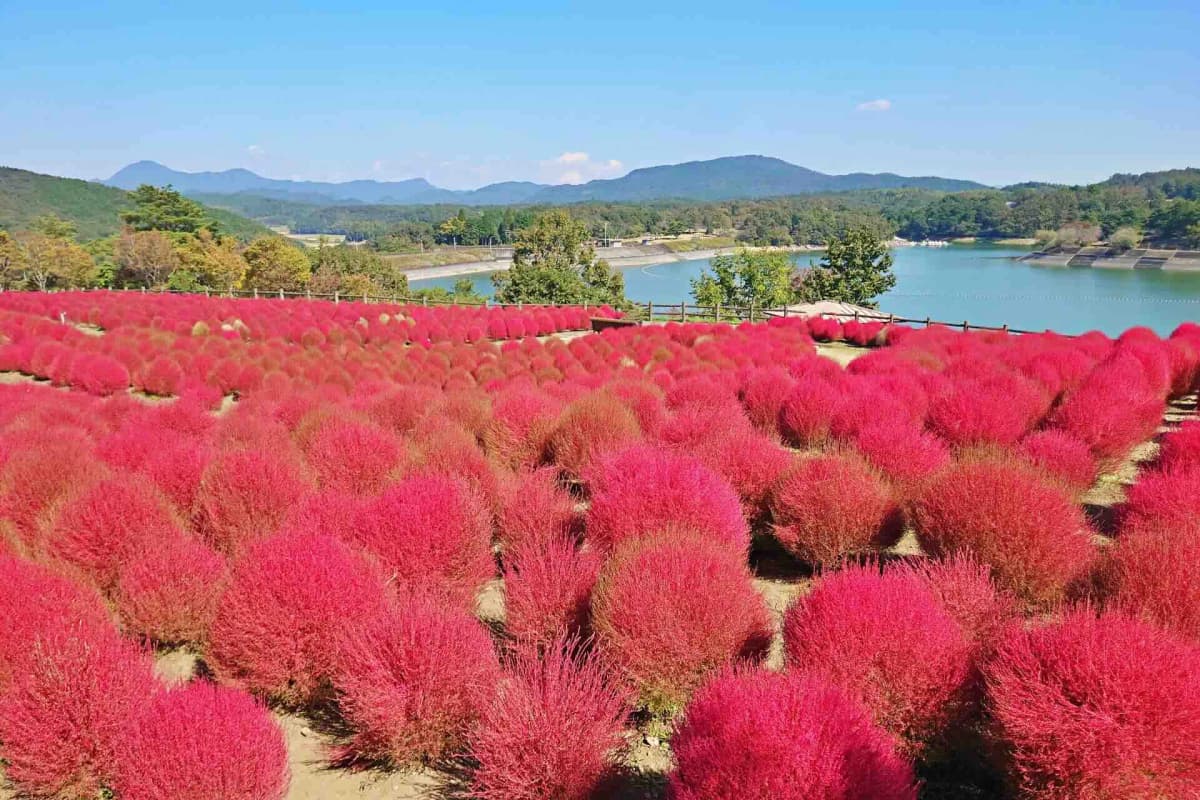 ニセコHANAZONOリゾート