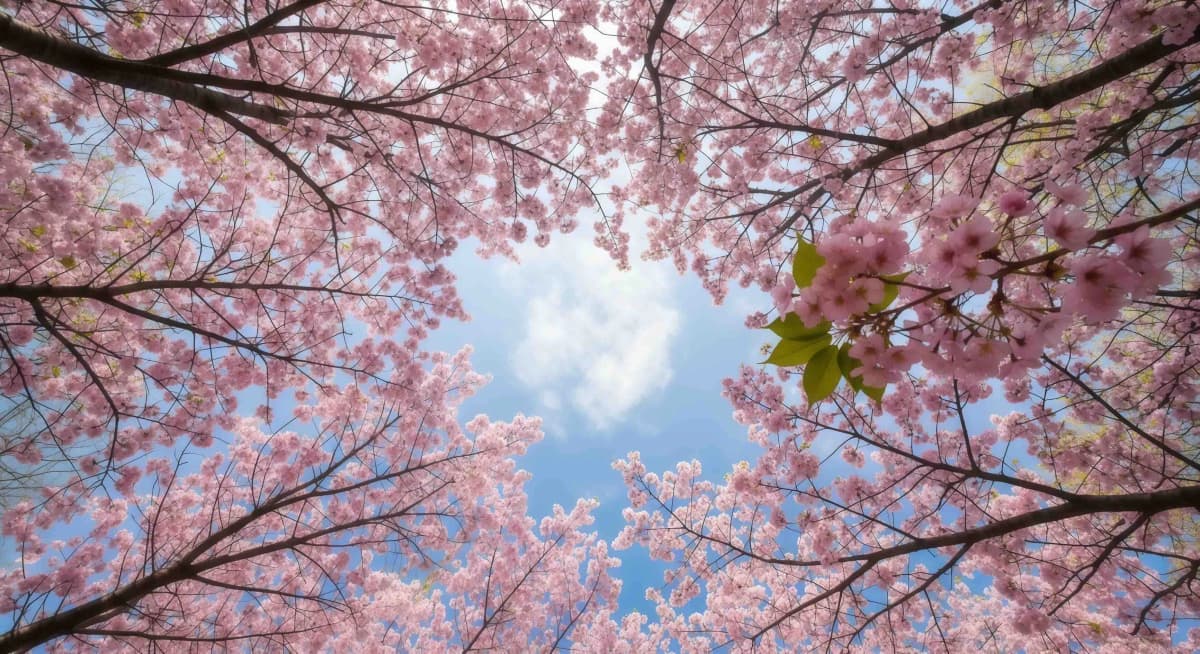 青空いっぱいに広がる満開の桜