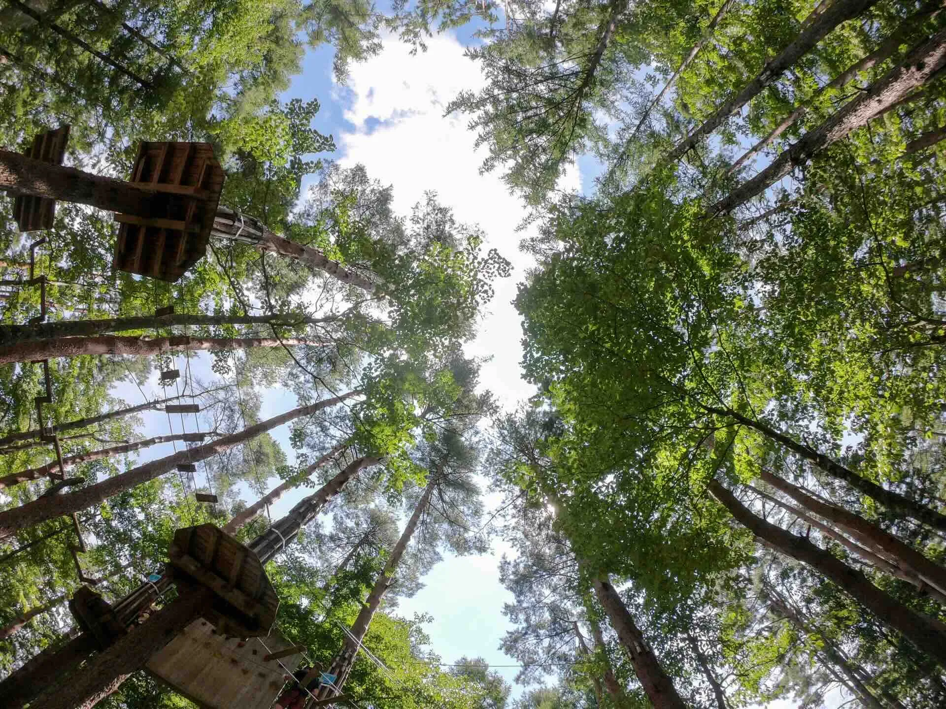 フォレストアドベンチャー・箱根