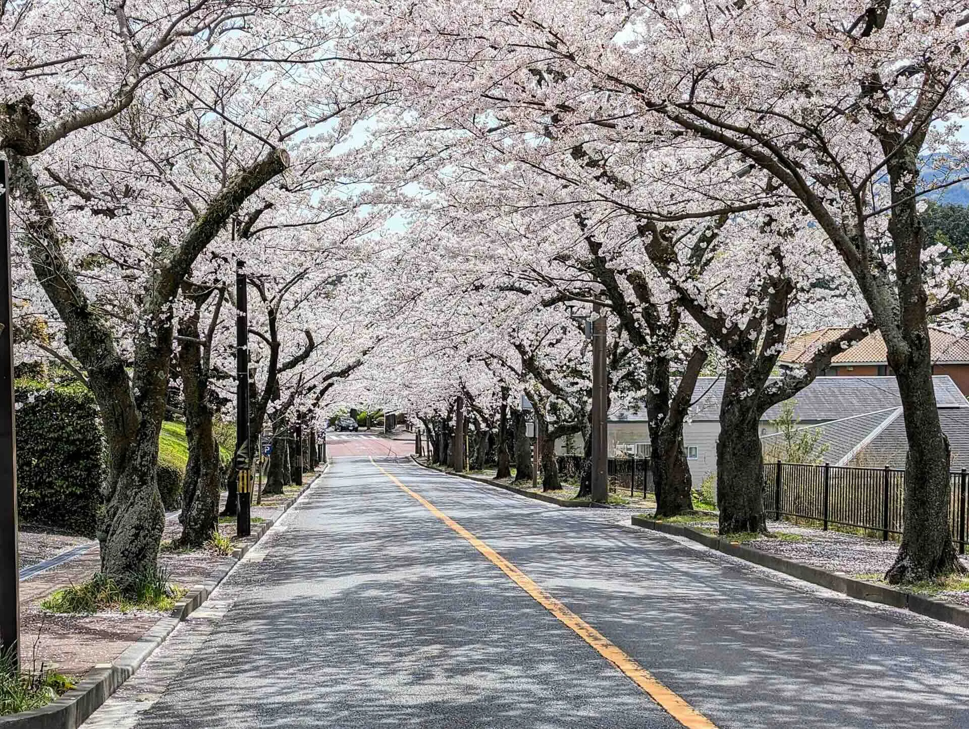 伊豆高原桜並木