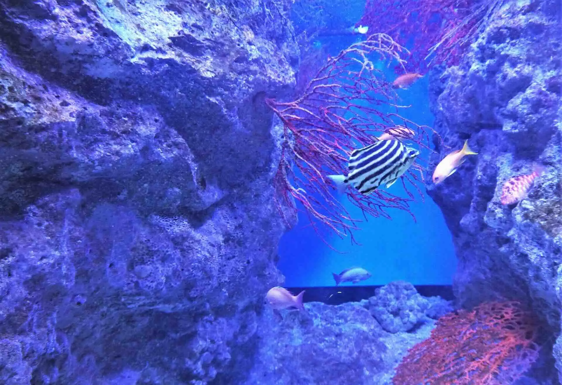 下田海中水族館