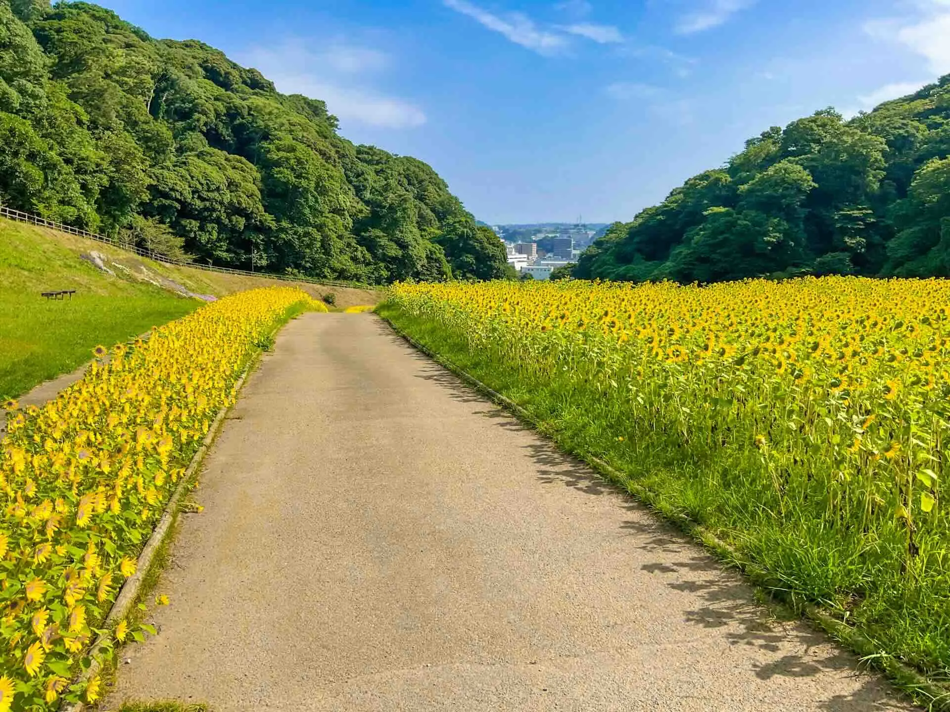 くりはま花の国