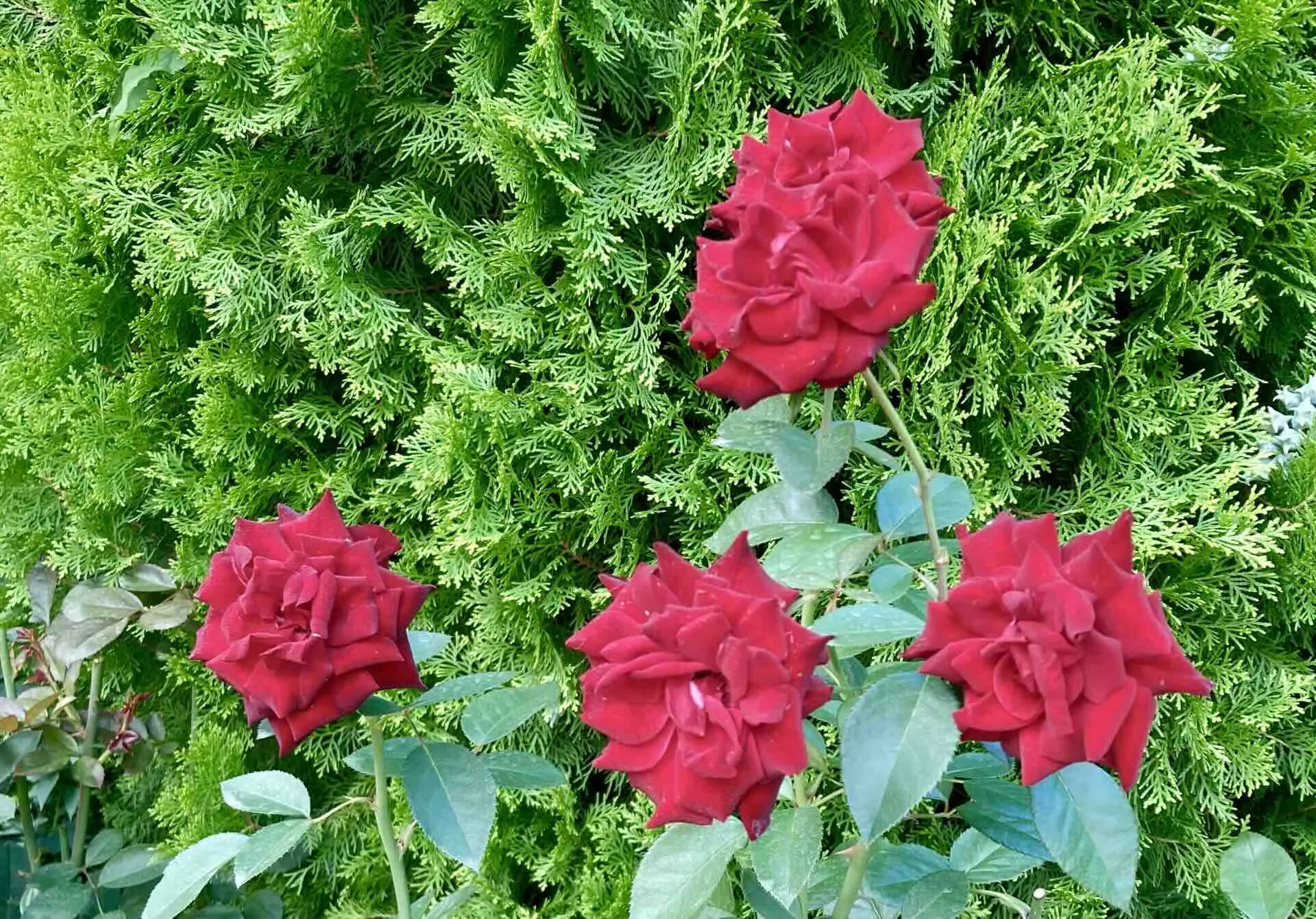 河口湖 音楽と森の美術館